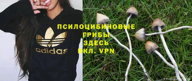 OMG зеркало  Апатиты  Галлюциногенные грибы Psilocybe  наркота 